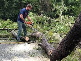 Best Emergency Tree Removal  in Myerstown, PA