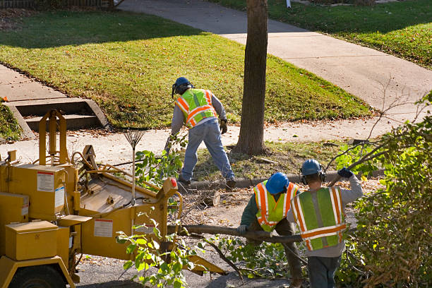 Tree and Shrub Care in Myerstown, PA