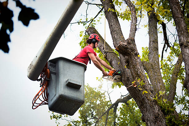 Best Tree Removal Service  in Myerstown, PA